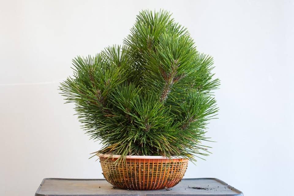Thinning young cork bark pine bonsai Bonsai Tonight