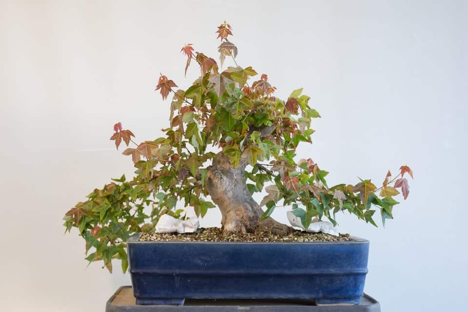 Developing a trident maple before and after Bonsai Tonight