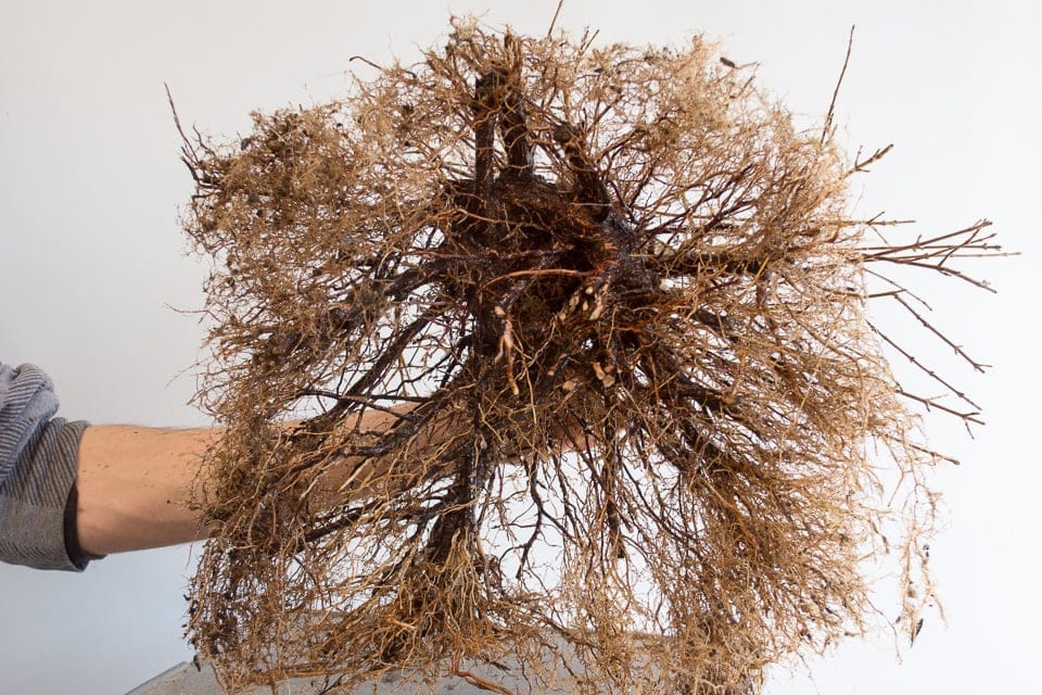 Repotting a field grown trident maple Bonsai Tonight