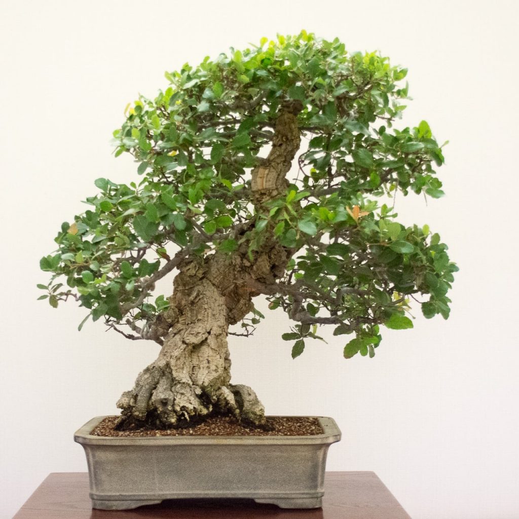 Redwood Empire Bonsai Society's 34th annual show - Bonsai Tonight