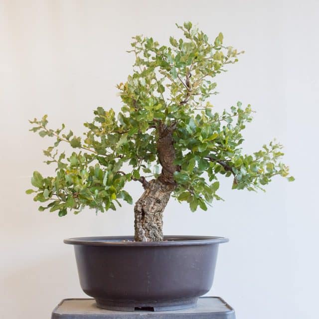 Rapid recovery - developing a cork oak bonsai - Bonsai Tonight