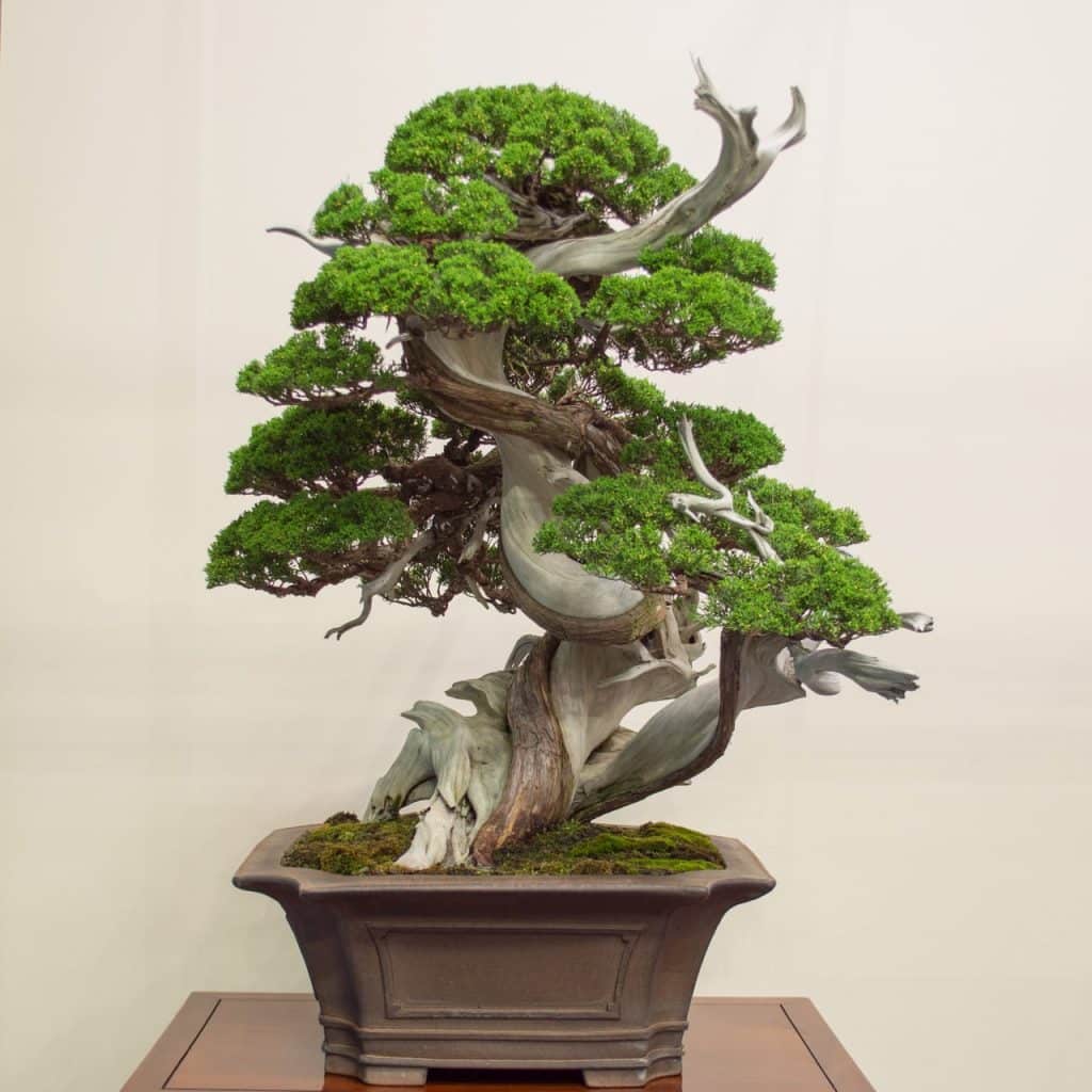 Summer break edition - some favorite trees at the World Bonsai ...