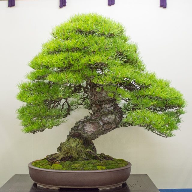 Summer break edition - some favorite trees at the World Bonsai ...