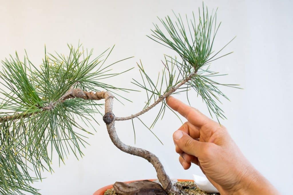 Bonsai Development Series 1 How to treat wire scars midway along the