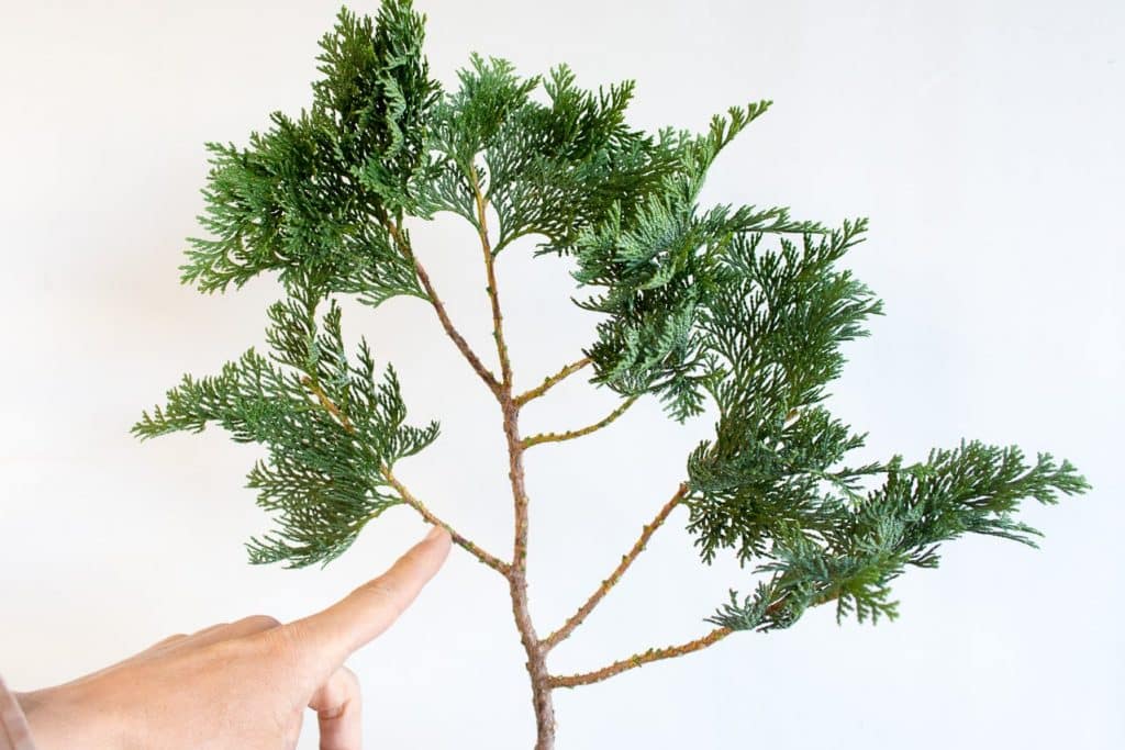 How to measure bonsai wire Bonsai Tonight