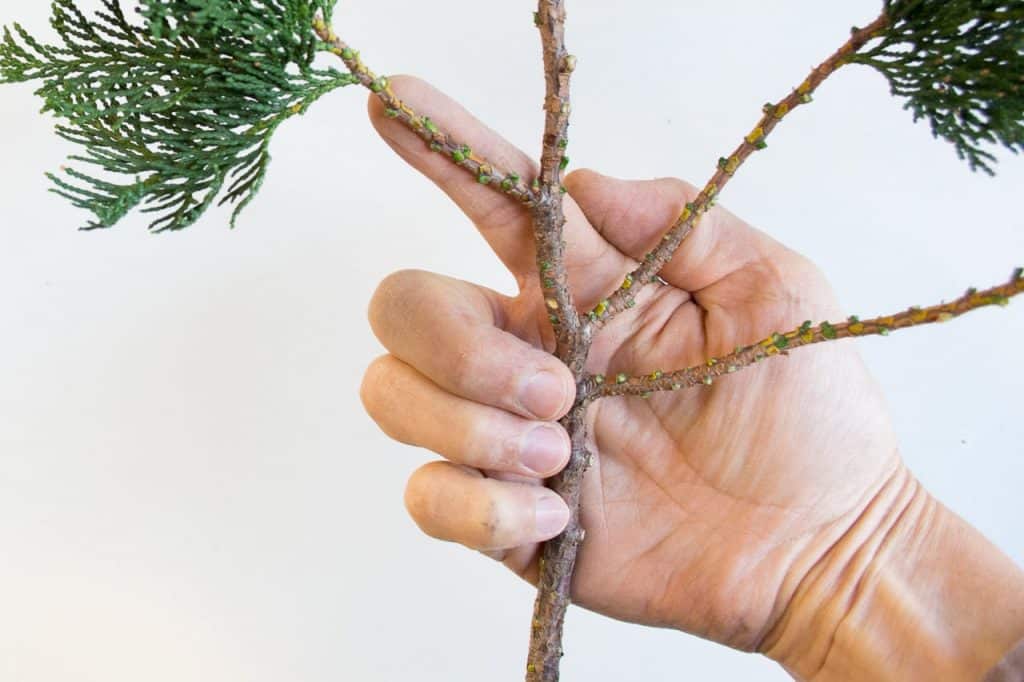 How to measure bonsai wire Bonsai Tonight