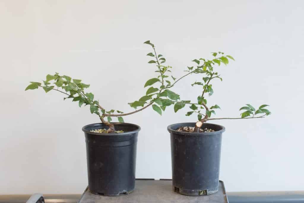 Fall Cutback On Young Japanese Plum Bonsai - Bonsai Tonight