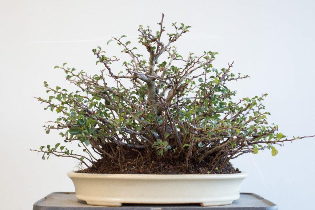 Repotting chojubai in fall - Bonsai Tonight