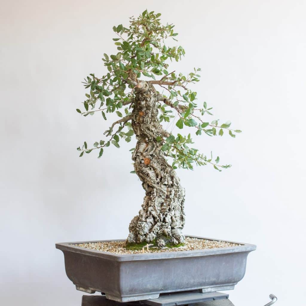 Refining a large cork oak Bonsai Tonight