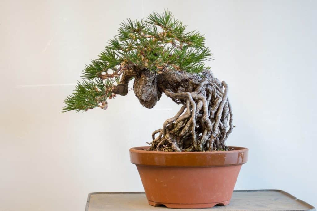 New Pot For An Exposed Root Black Pine Bonsai Tonight