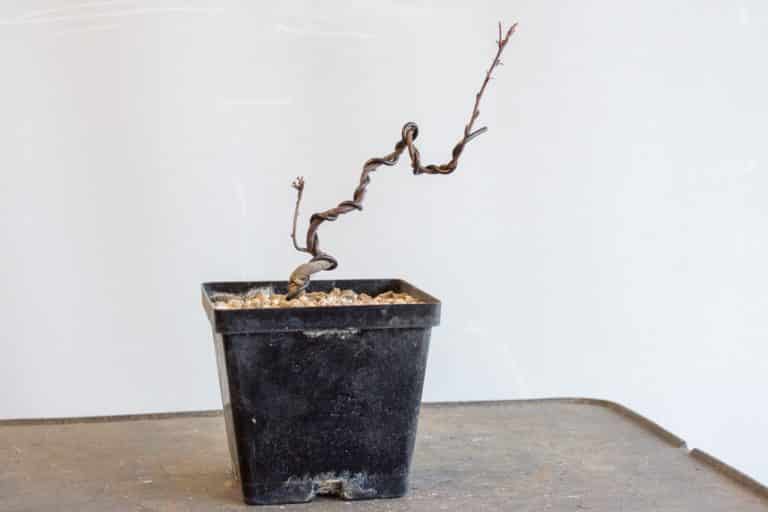 Wiring and repotting crabapple seedlings Bonsai Tonight