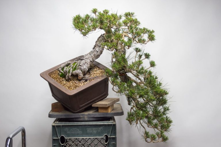 How to use a bonsai jack Bonsai Tonight