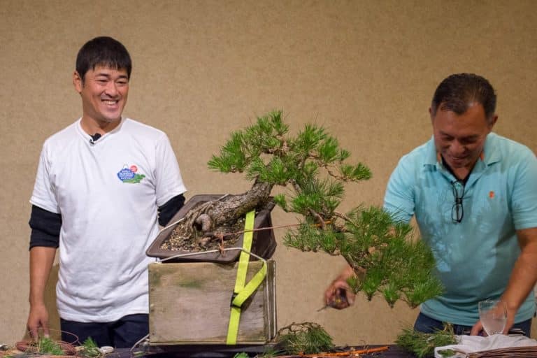 How to use a bonsai jack Bonsai Tonight