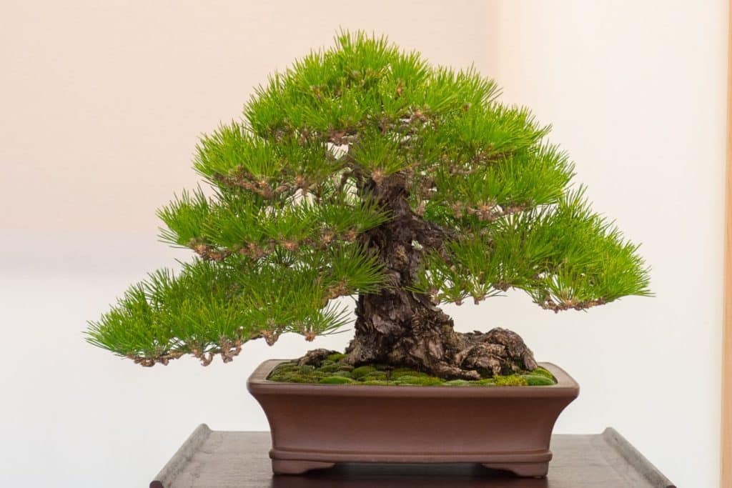 Bonsai on display at BIB's 19th annual exhibit - Bonsai Tonight