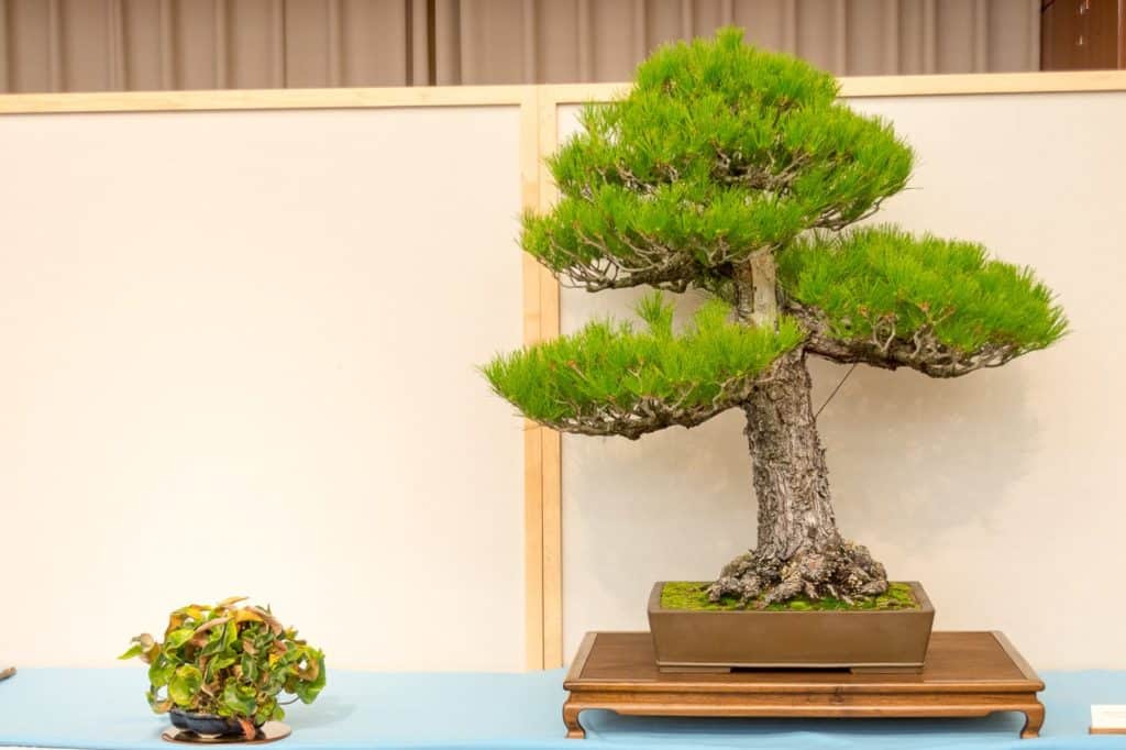 Starter Bonsaï Monterey Pine – Jeune Plant Pour Débutants | Facile à Cultiver