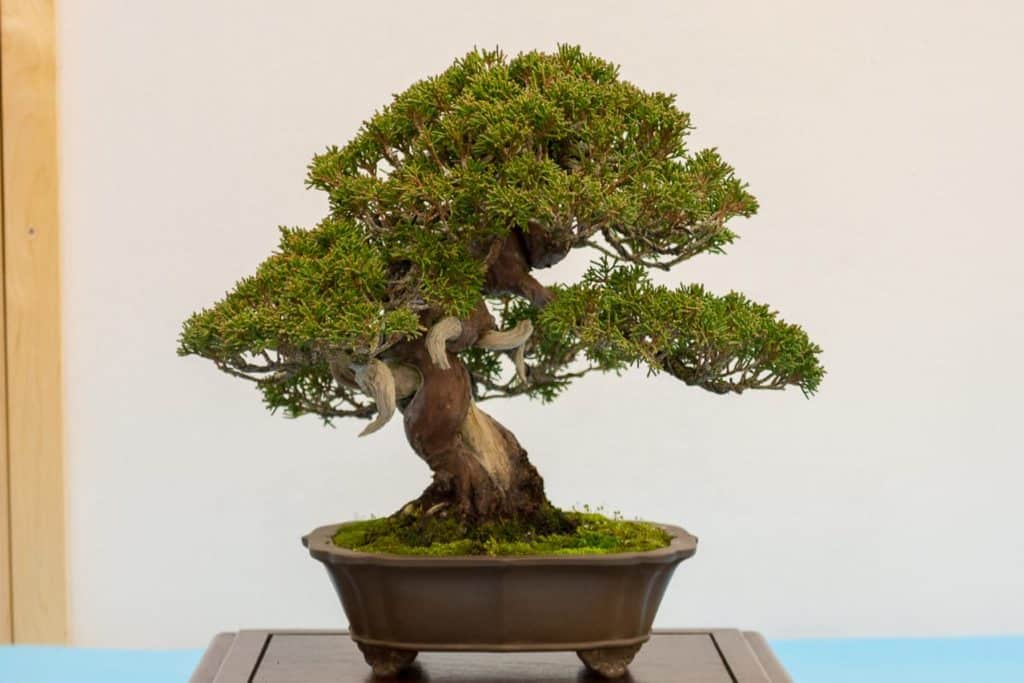 Bonsai On Display At Bib's 19th Annual Exhibit - Bonsai Tonight