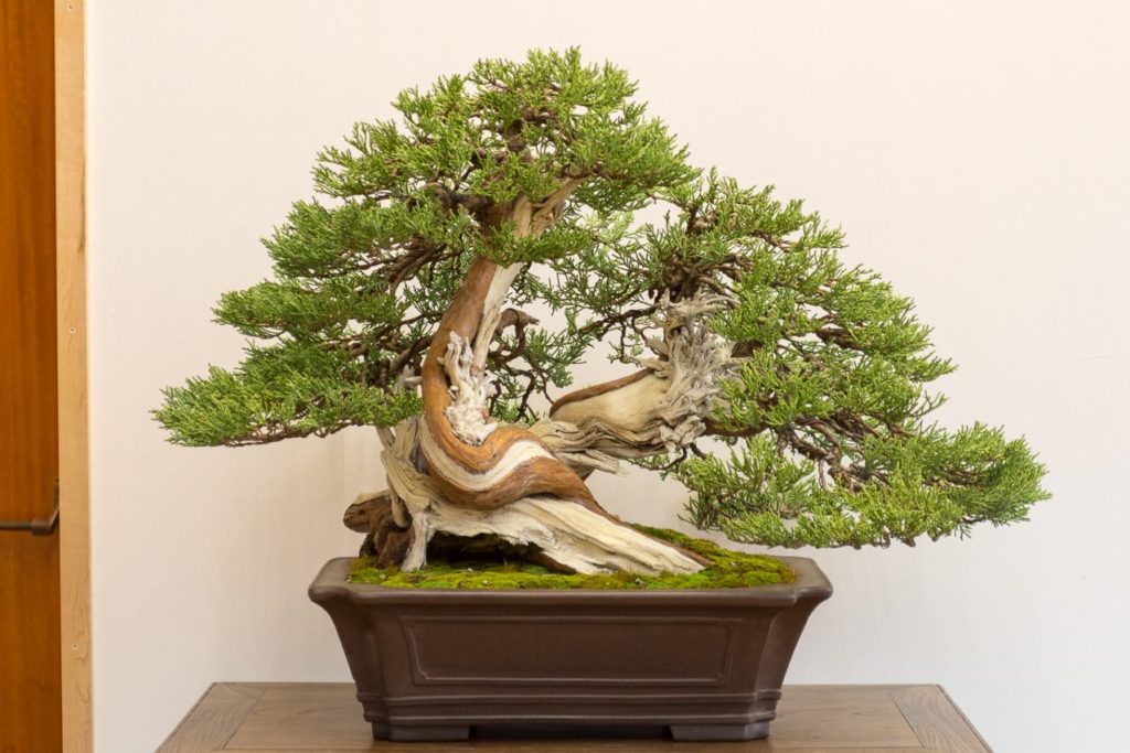 Fantastic Sierra juniper at Bay Island Bonsai's 19th annual exhibit ...