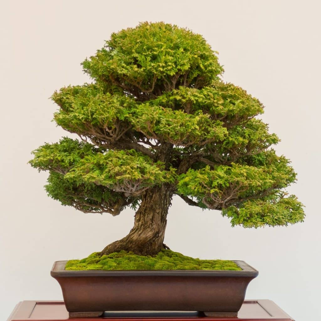 Bonsai on display at BIB's 19th annual exhibit - Bonsai Tonight