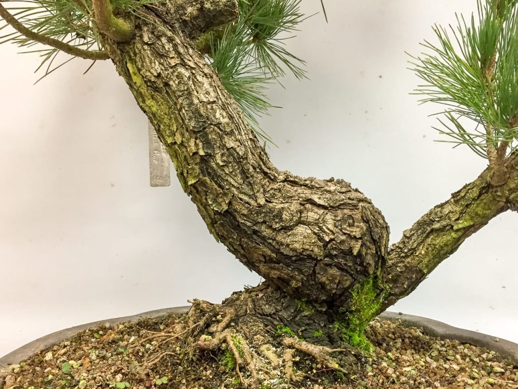 Bonsai Development Series 3 Evaluating field grown material Bonsai