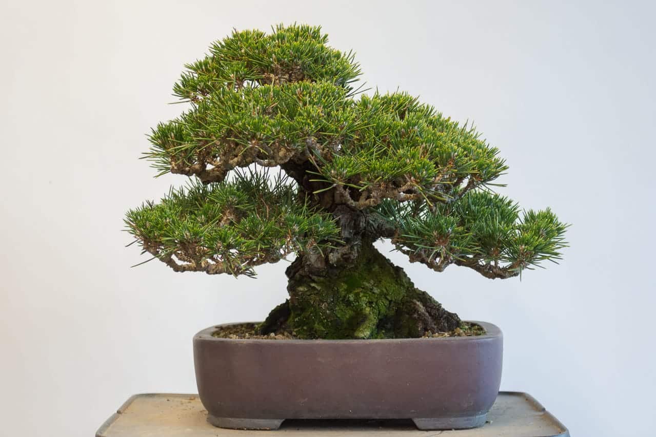 Sales Trees - Bonsai Tonight