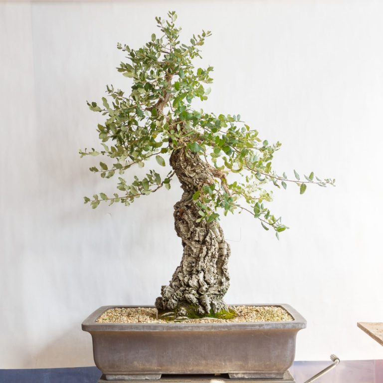 Restoring an old cork oak bonsai Bonsai Tonight