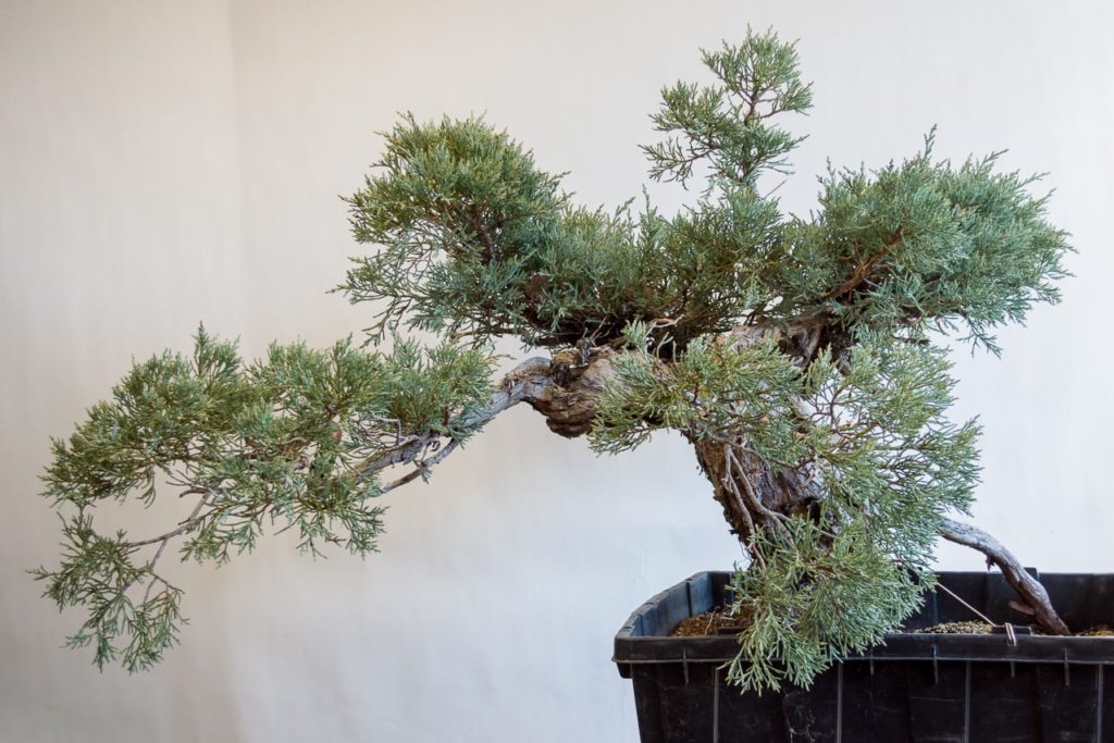 Repotting a collected Sierra juniper - Bonsai Tonight