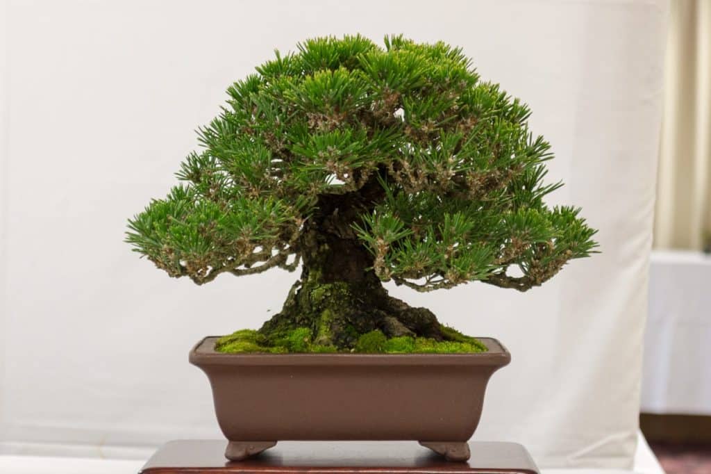 2018 California Shohin Seminar - Selections From The Exhibit - Bonsai 