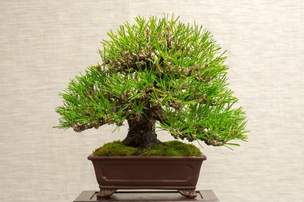 2018 California Shohin Seminar - selections from the exhibit - Bonsai ...