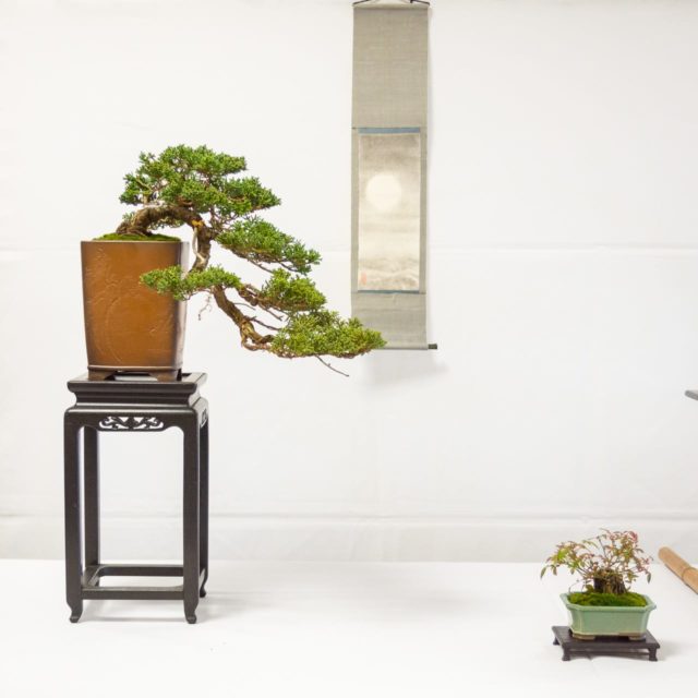 Bonsai displays at the 16th biennial Shohin Seminar - Bonsai Tonight