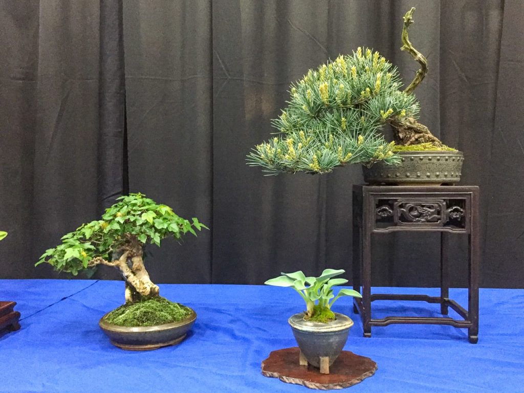 2018 Gateway to Bonsai exhibit highlights Bonsai Tonight
