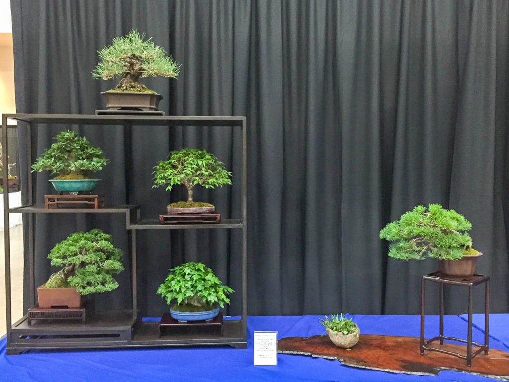 2018 Gateway to Bonsai exhibit highlights Bonsai Tonight