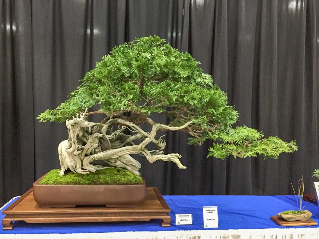 2018 Gateway to Bonsai exhibit highlights Bonsai Tonight