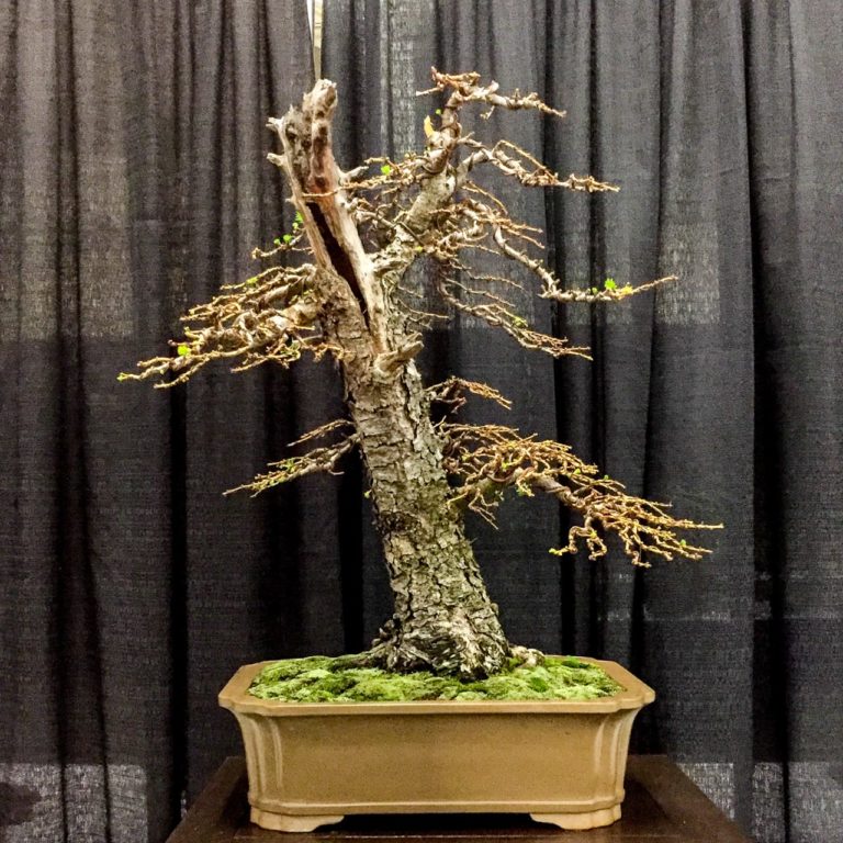 Novel displays at Bonsai Society of San Francisco's annual exhibit