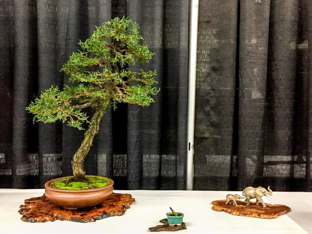 Novel displays at Bonsai Society of San Francisco's annual exhibit