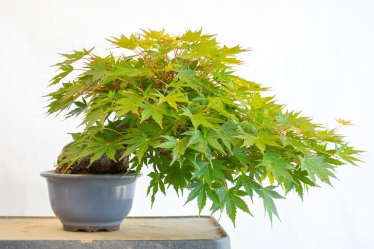 Defoliating A Shohin Japanese Maple - Bonsai Tonight