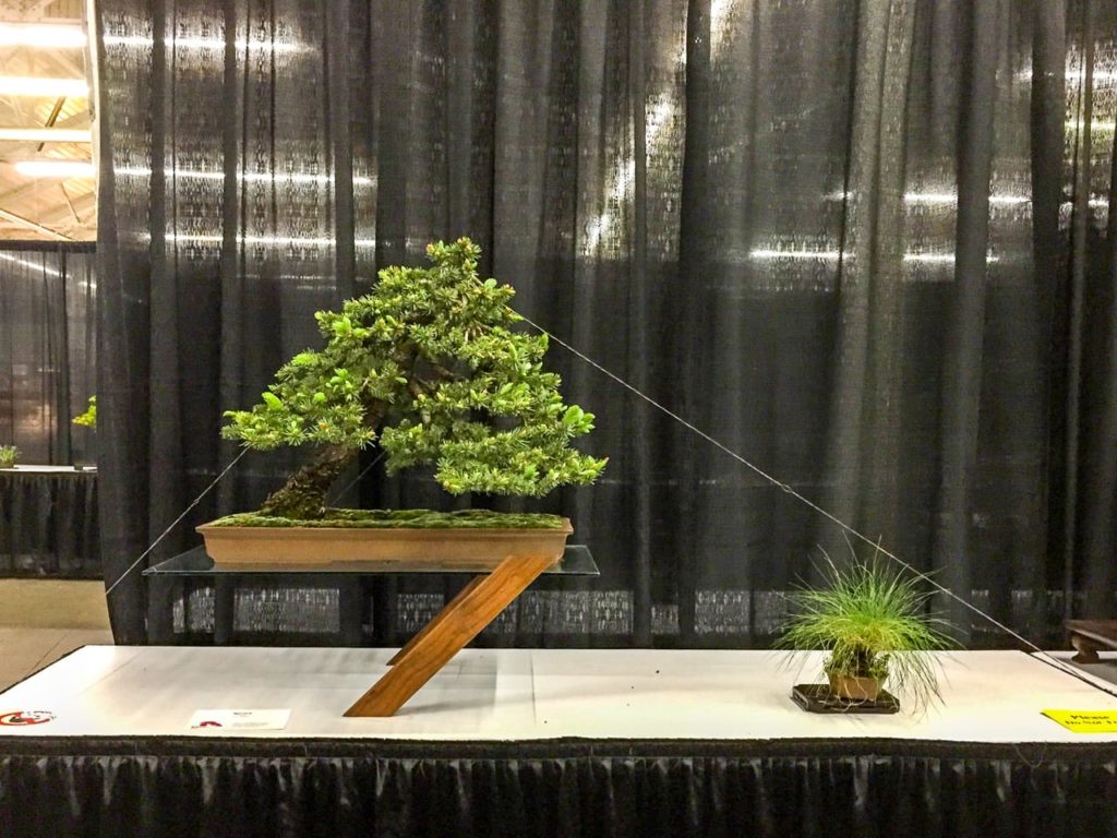 Novel displays at Bonsai Society of San Francisco's annual exhibit