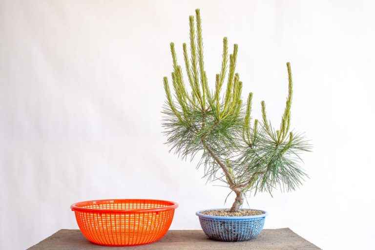 An alternative approach to repotting trees in development Bonsai Tonight