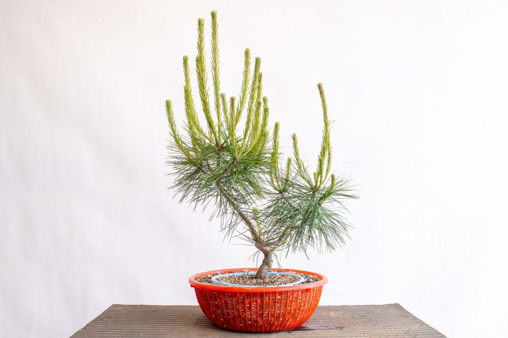 An alternative approach to repotting trees in development Bonsai Tonight