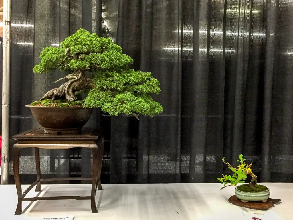 Novel displays at Bonsai Society of San Francisco's annual exhibit