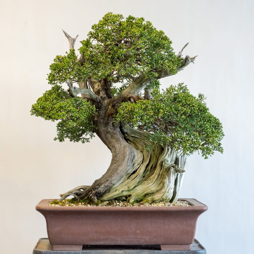 Spring Watering Tips - Bonsai Tonight