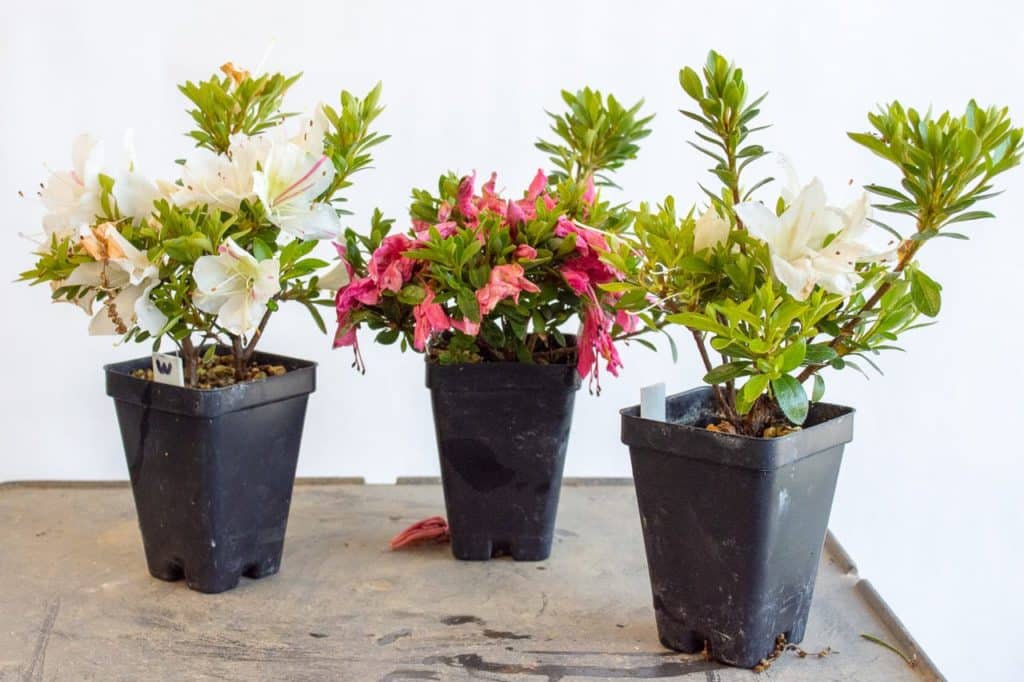 Removing flowers on satsuki azaleas Bonsai Tonight