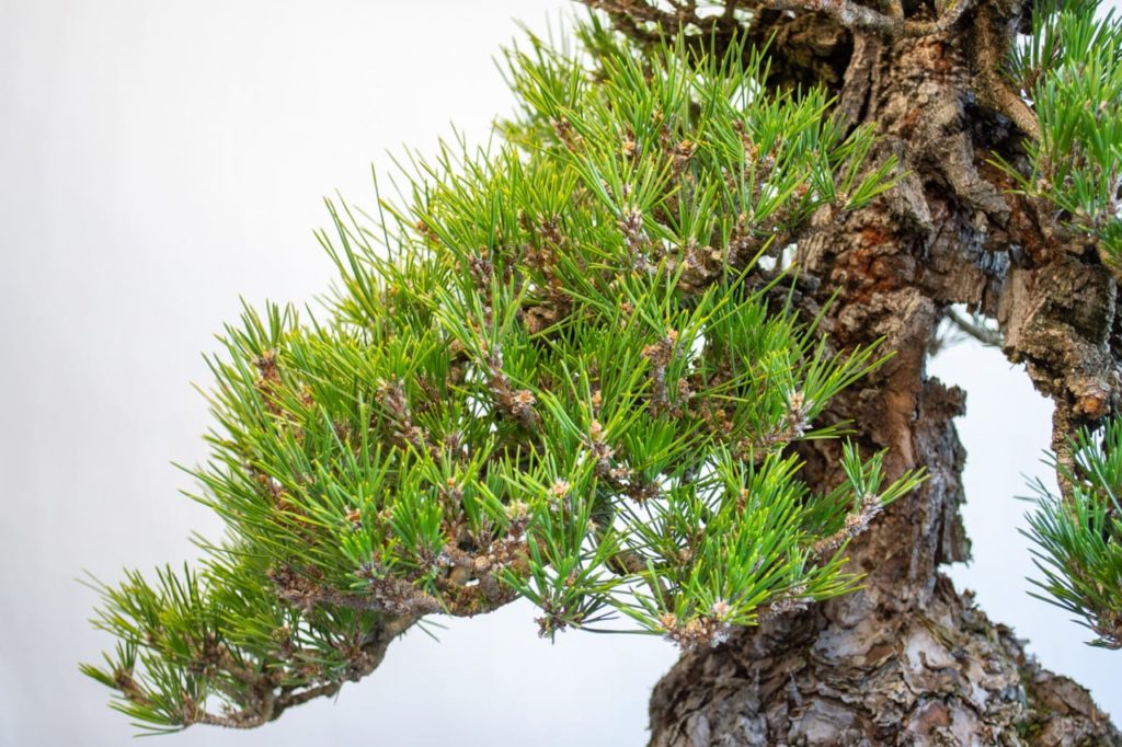 Increasing density on a cork-bark black pine - Bonsai Tonight