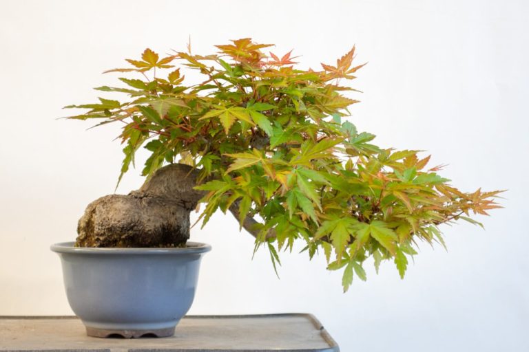 Follow-up - defoliating a shohin Japanese maple - Bonsai Tonight