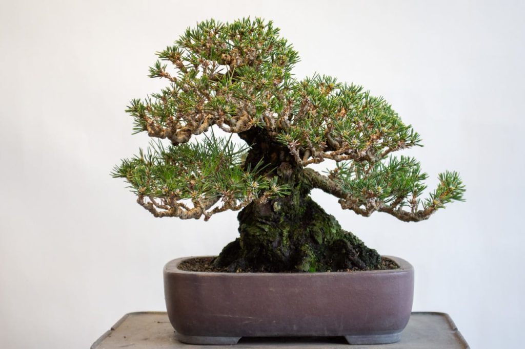 Early appearance of summer buds and a decandling tip - Bonsai Tonight