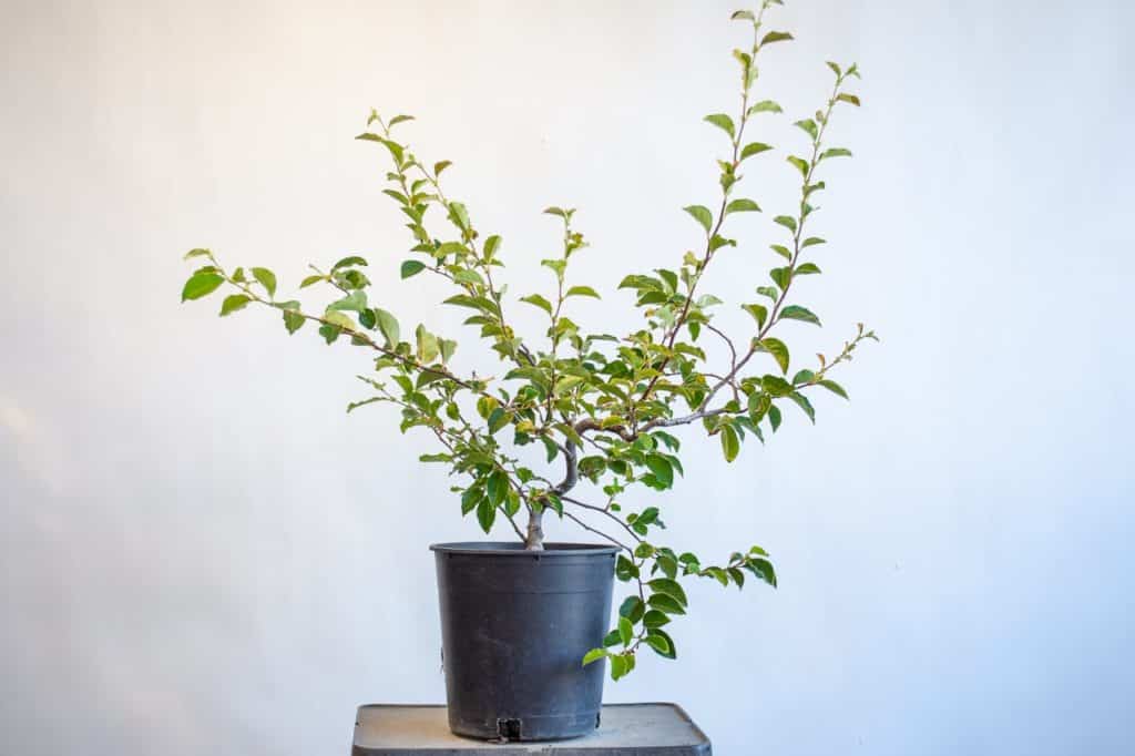 Bonsai Development Series #9: Evaluating sacrifice branches mid-season ...