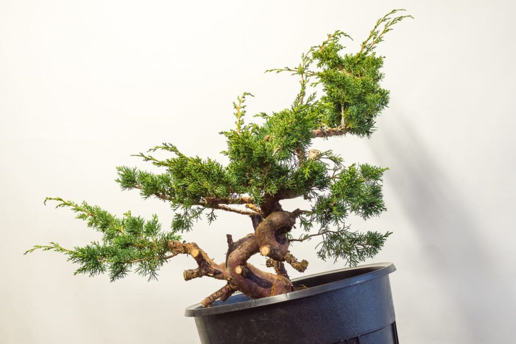 Carving Tips For Beginners - Bonsai Tonight