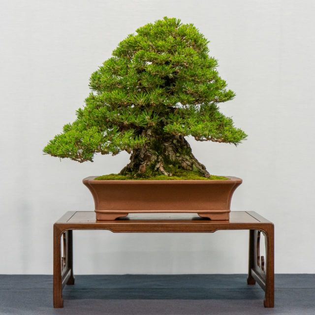 Highlights from the 6th U.S. National Bonsai Exhibition - Bonsai Tonight