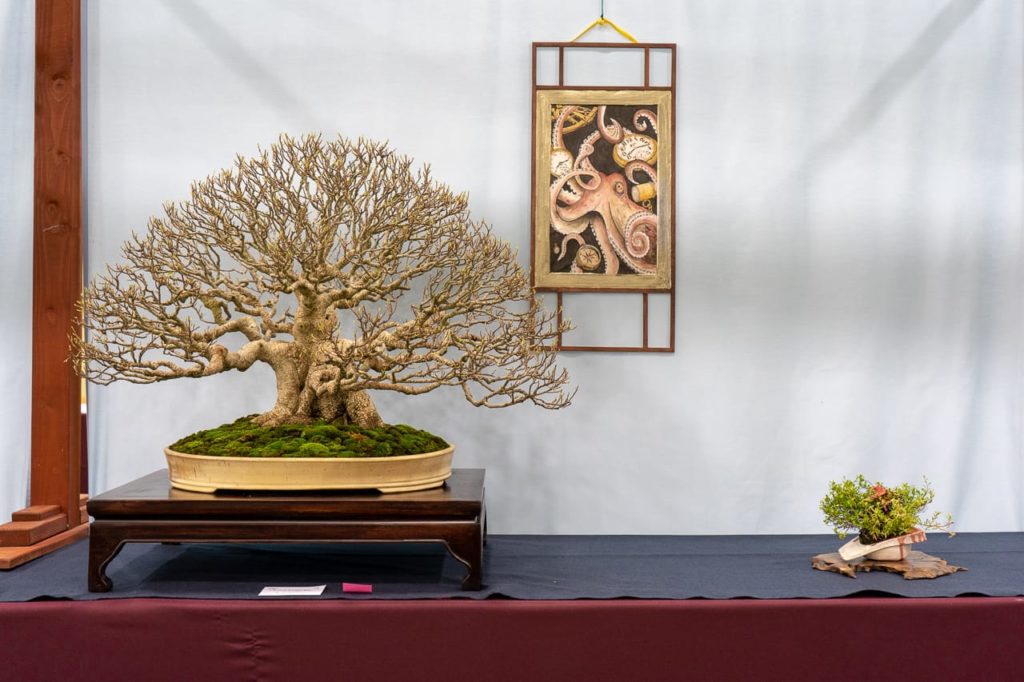 Highlights from the 6th U.S. National Bonsai Exhibition Bonsai Tonight