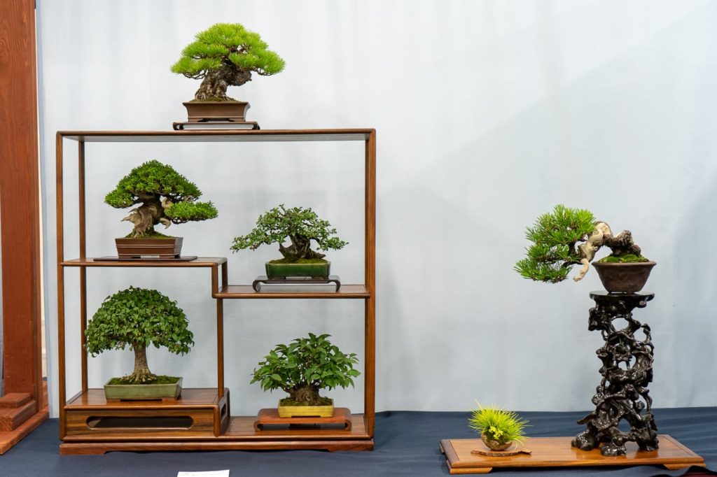 Highlights from the 6th U.S. National Bonsai Exhibition - Bonsai Tonight