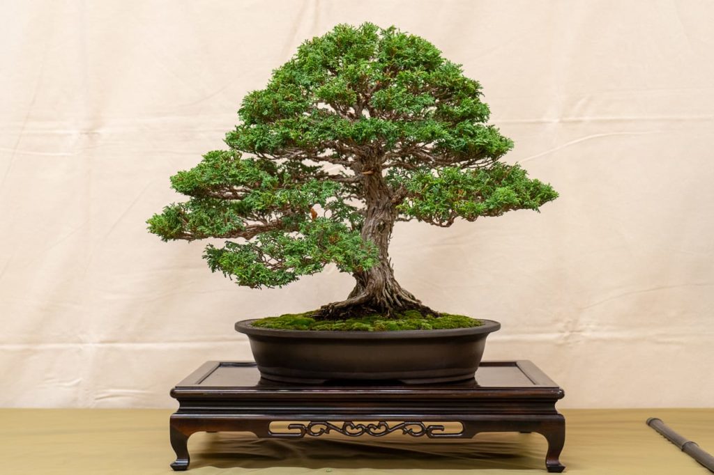 GSBF convention exhibit highlights - Bonsai Tonight